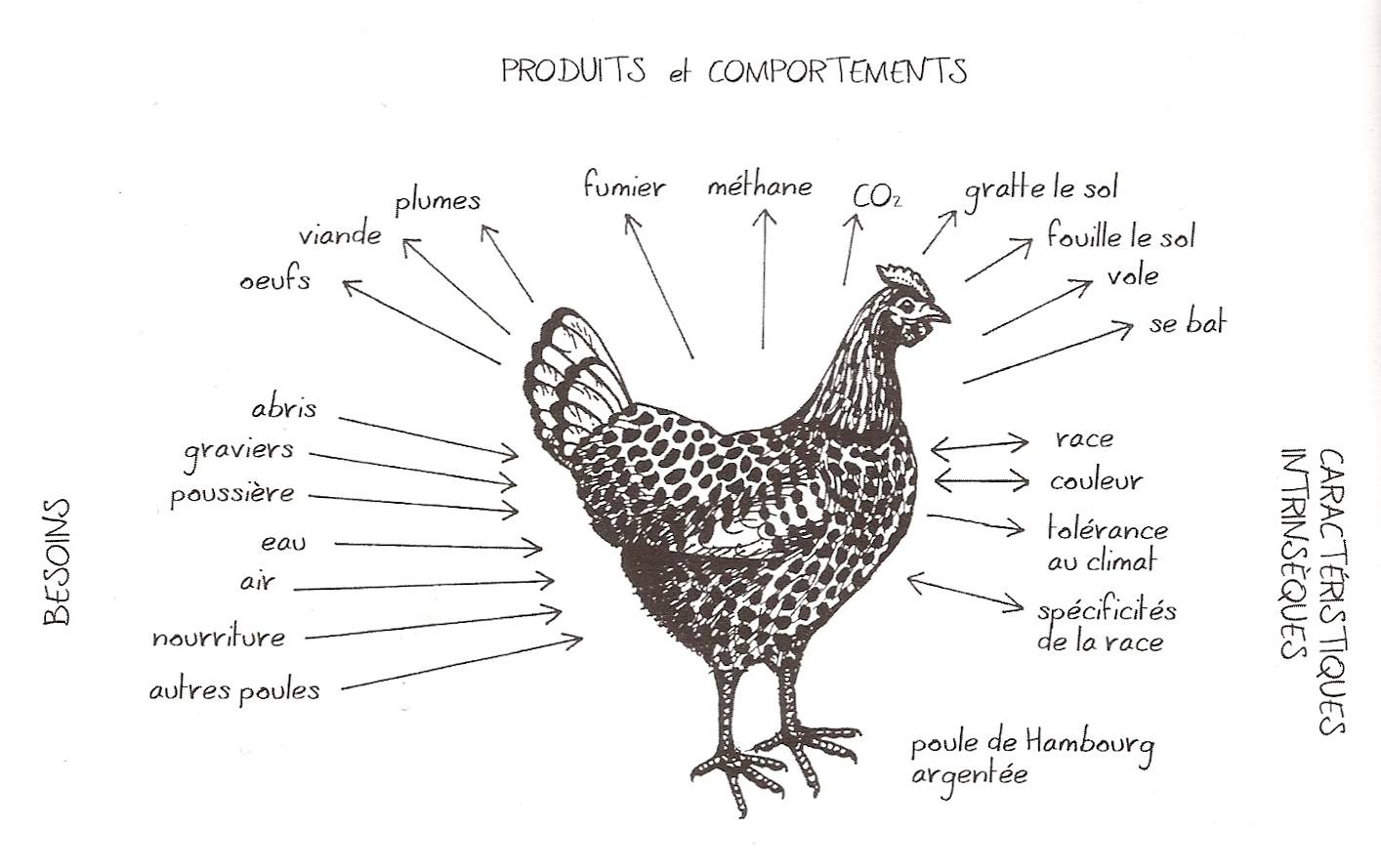 Poule.jpeg