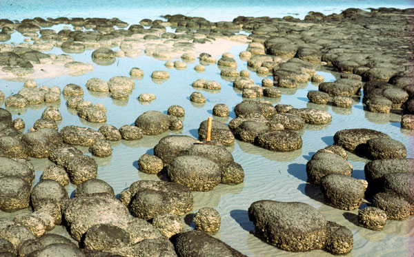 Les stromatolithes ont générés de l'oxygène durant 3 milliards d'années environ.