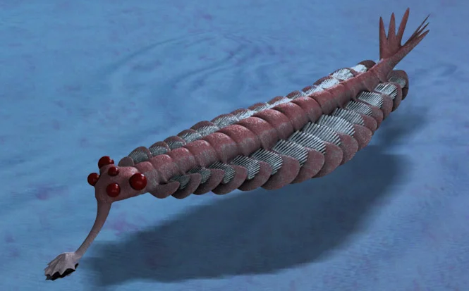 L'Opabinia, une créature primitive qui vivait dans les océans du Cambrien
