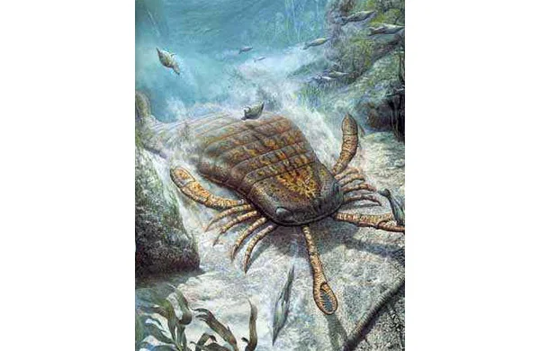 L'eurypteride un grand arthropode prédateur atteignant jusqu'à 2 mètres de long
