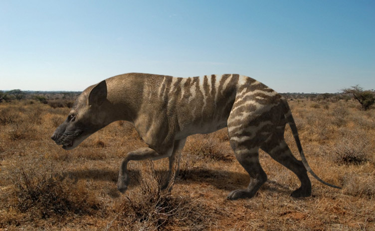 Le Hyaenodon, grand prédateur