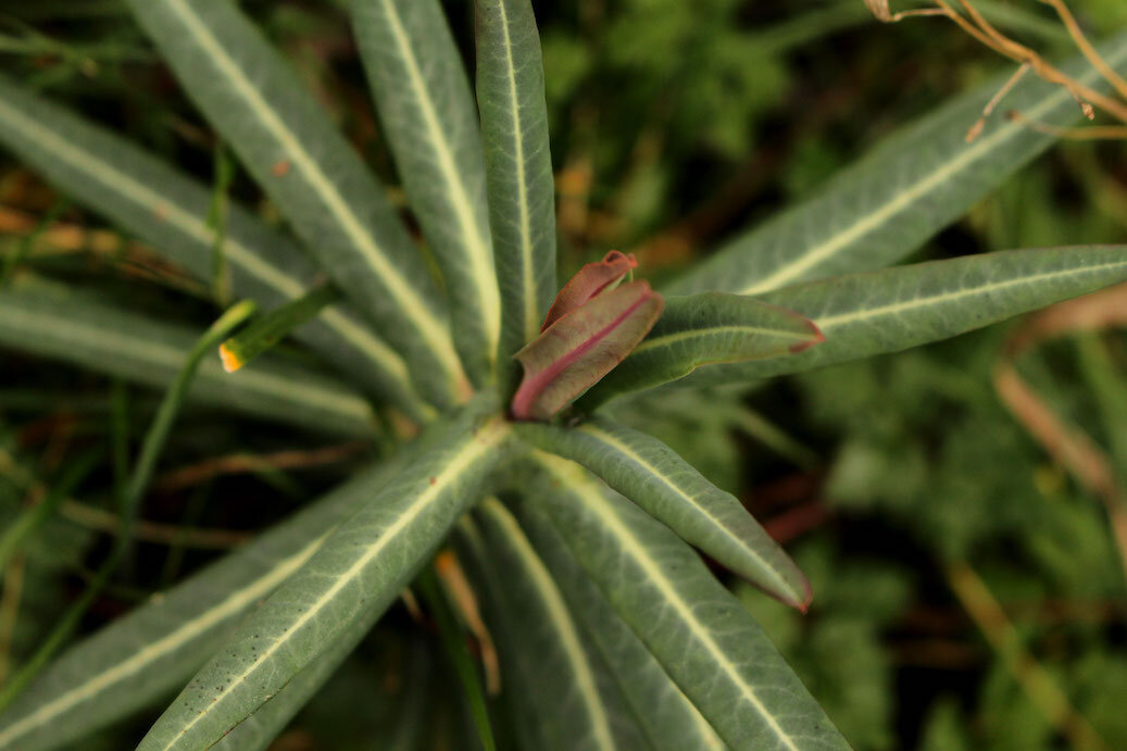 Euphorbia lathyris