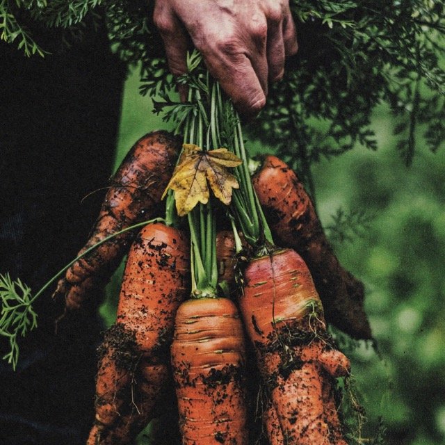 carottes copie - Moyenne.jpeg