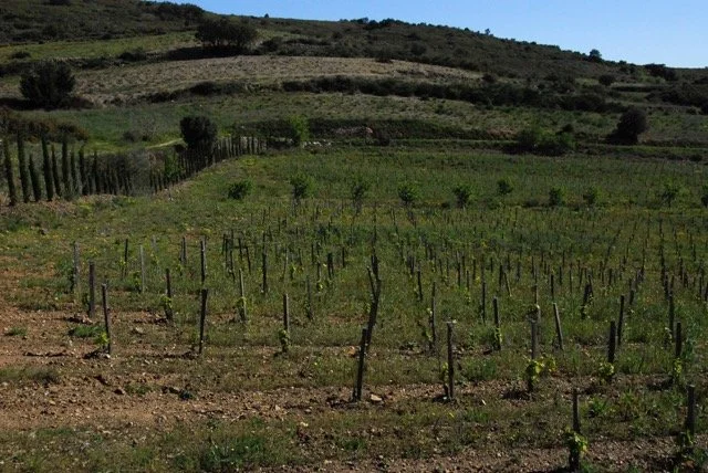 Coume Gineste moyenne.jpeg