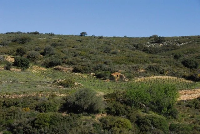 Grenache_Coume_Gineste - Moyenne.jpeg