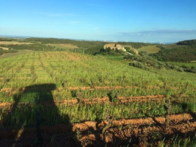 Grenache_Gris_LD_Pain_de_Sucre - Moyenne.jpeg