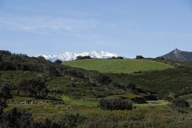 Grenache_Noir_de_Coume_Gineste - Moyenne.jpeg