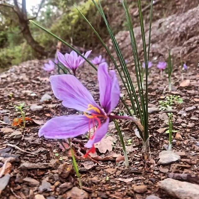 IMG_20241101_175535_871 - Moyenne.jpeg