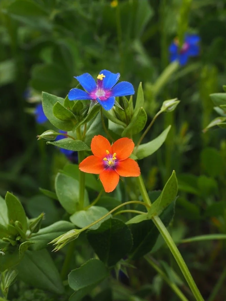 blue-pimpernel-flower-blossom-9af797.jpg