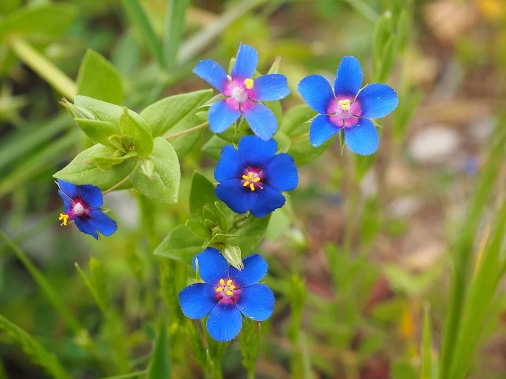 blue-pimpernel-flower-blossom-30c60d.jpg