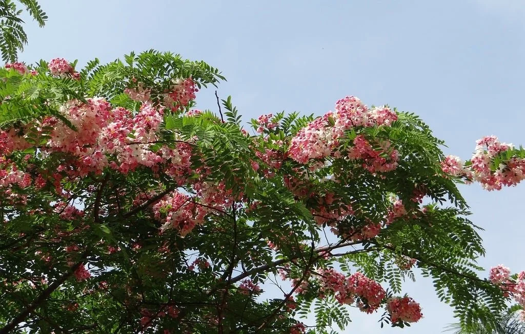 cassia-javanica-java-cassia-pink-shower-a6b2bb.jpg
