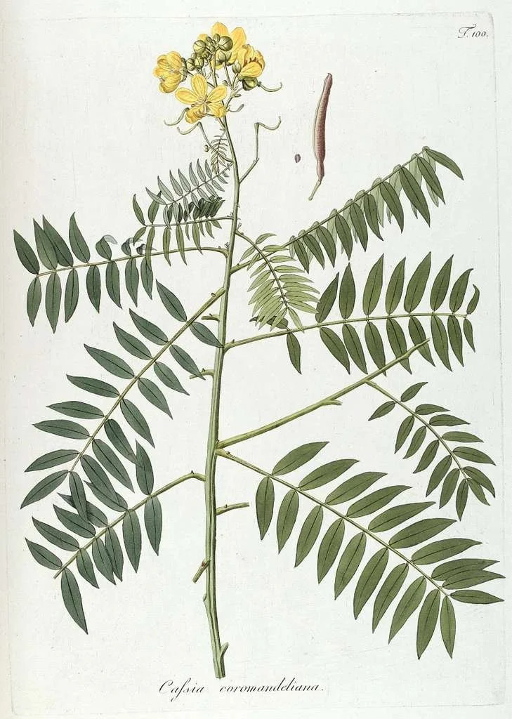 2. fragmenta-botanica-figuris-coloratis-illustrata-t-100-7943764044-ee564d.jpg