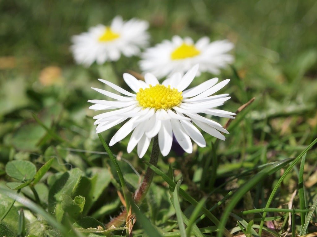 3. flowers-daisy-close-e11da9.jpg