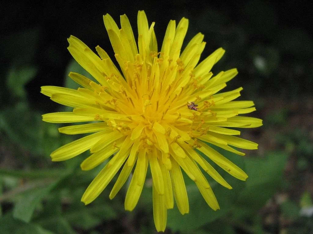 4. loewenzahnbluete180407-b5c412.jpg