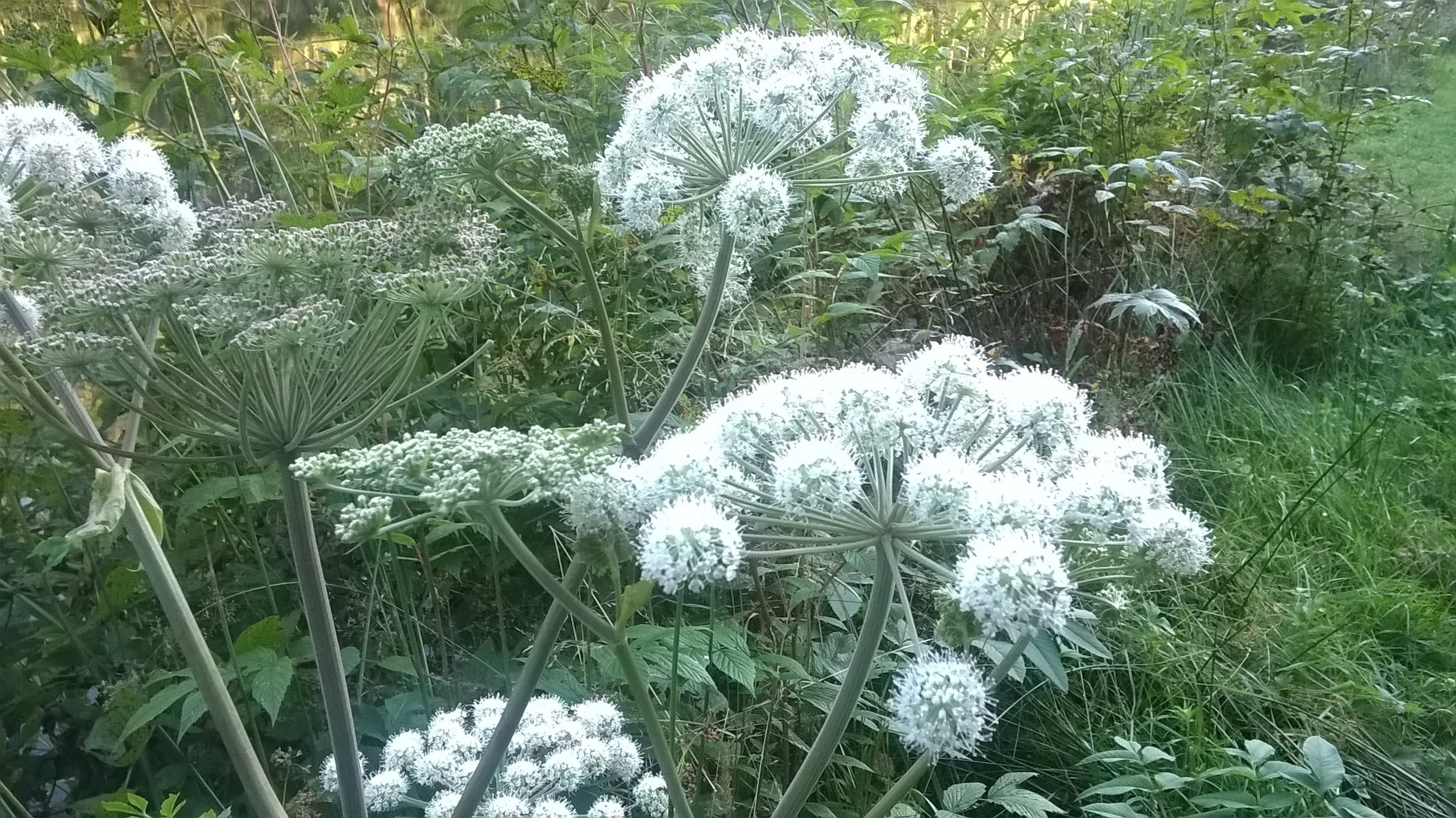 5. Photo des Vosges faites par Tania - 28.jpg