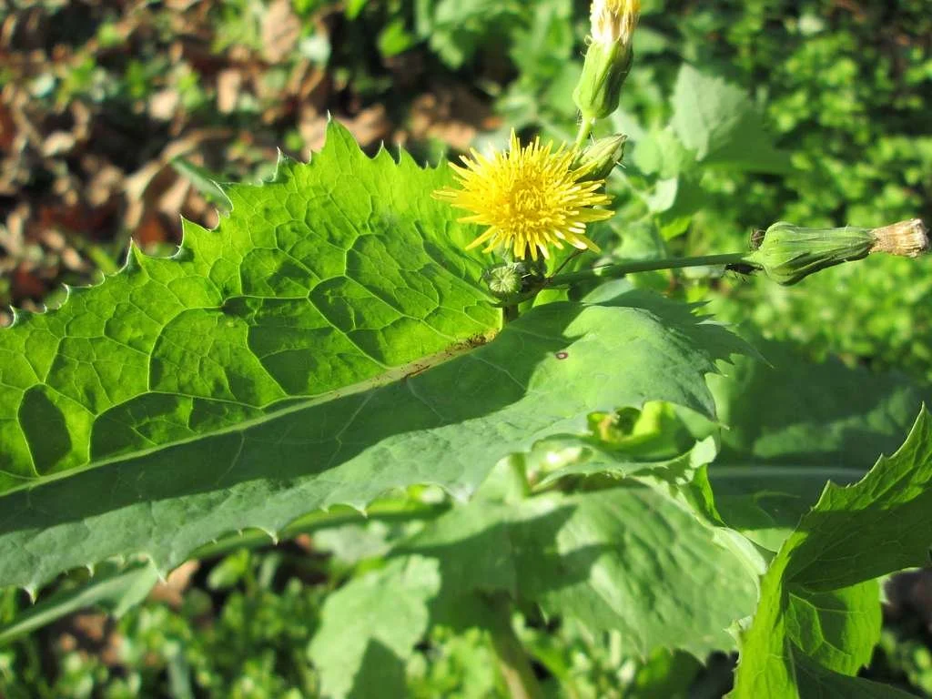5. 20141108sonchus-oleraceus1-b69977.jpg