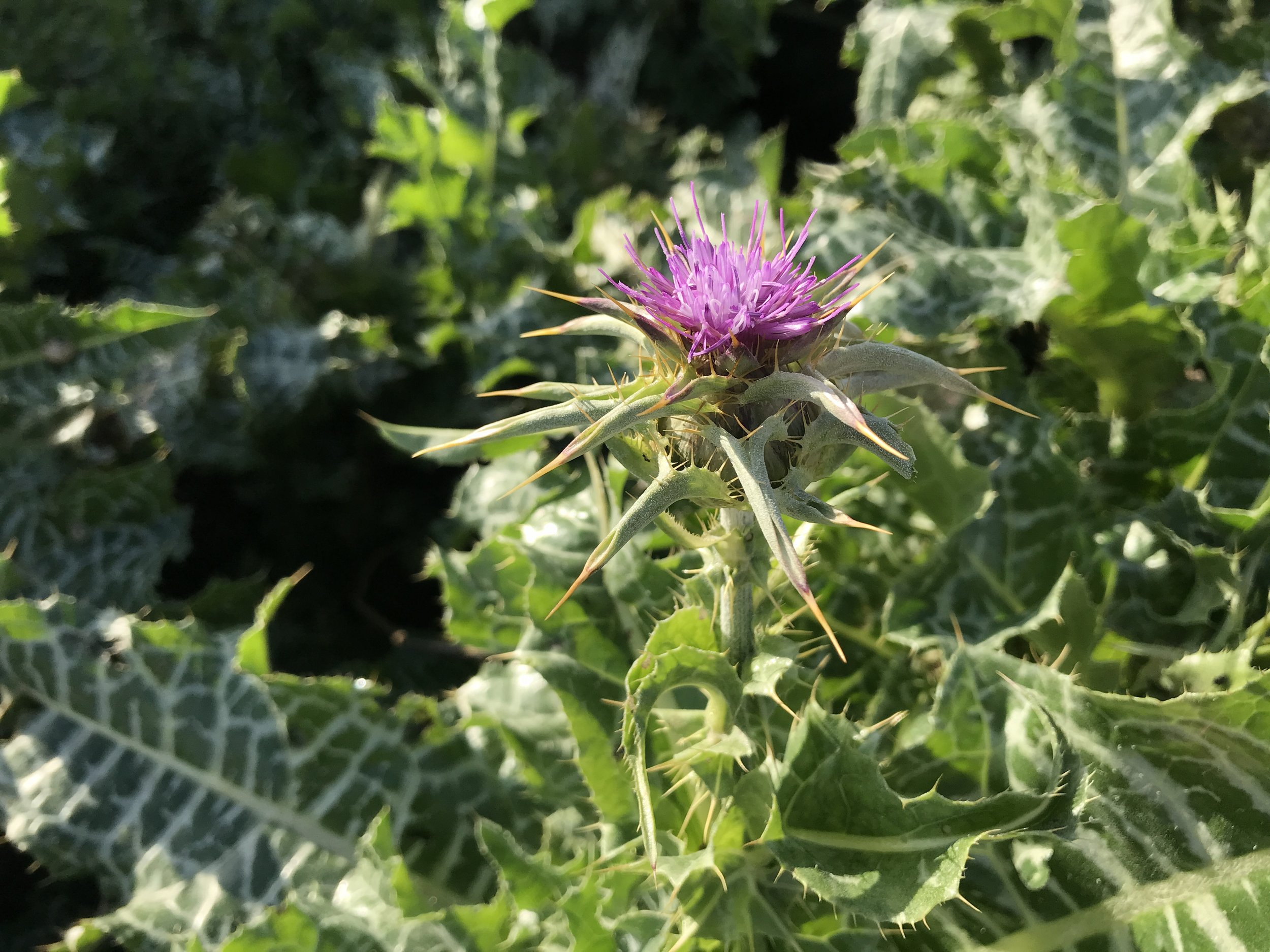 8. Photo - Asteraceae (chardon-Marie).jpeg