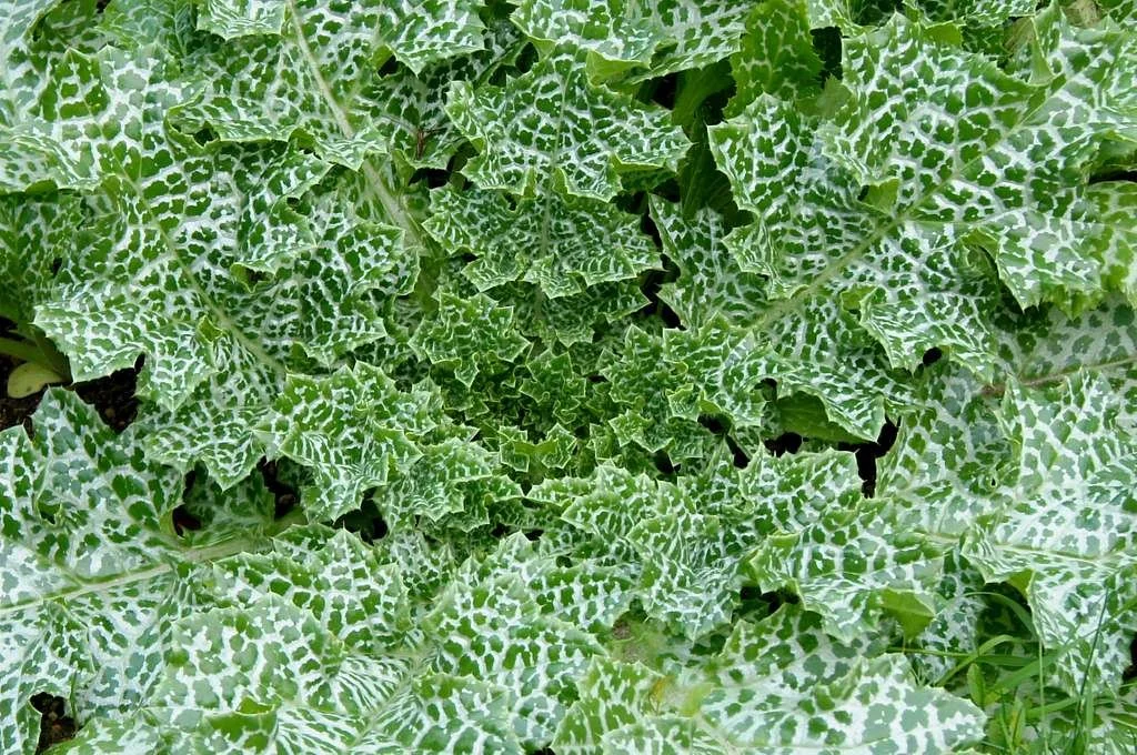 9. silybum-marianum-gaertn-jdp-d343a6.jpg