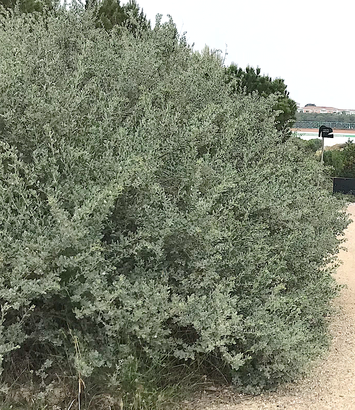 6. Atriplex halimus, photo de Julie - Parc Foresta.png