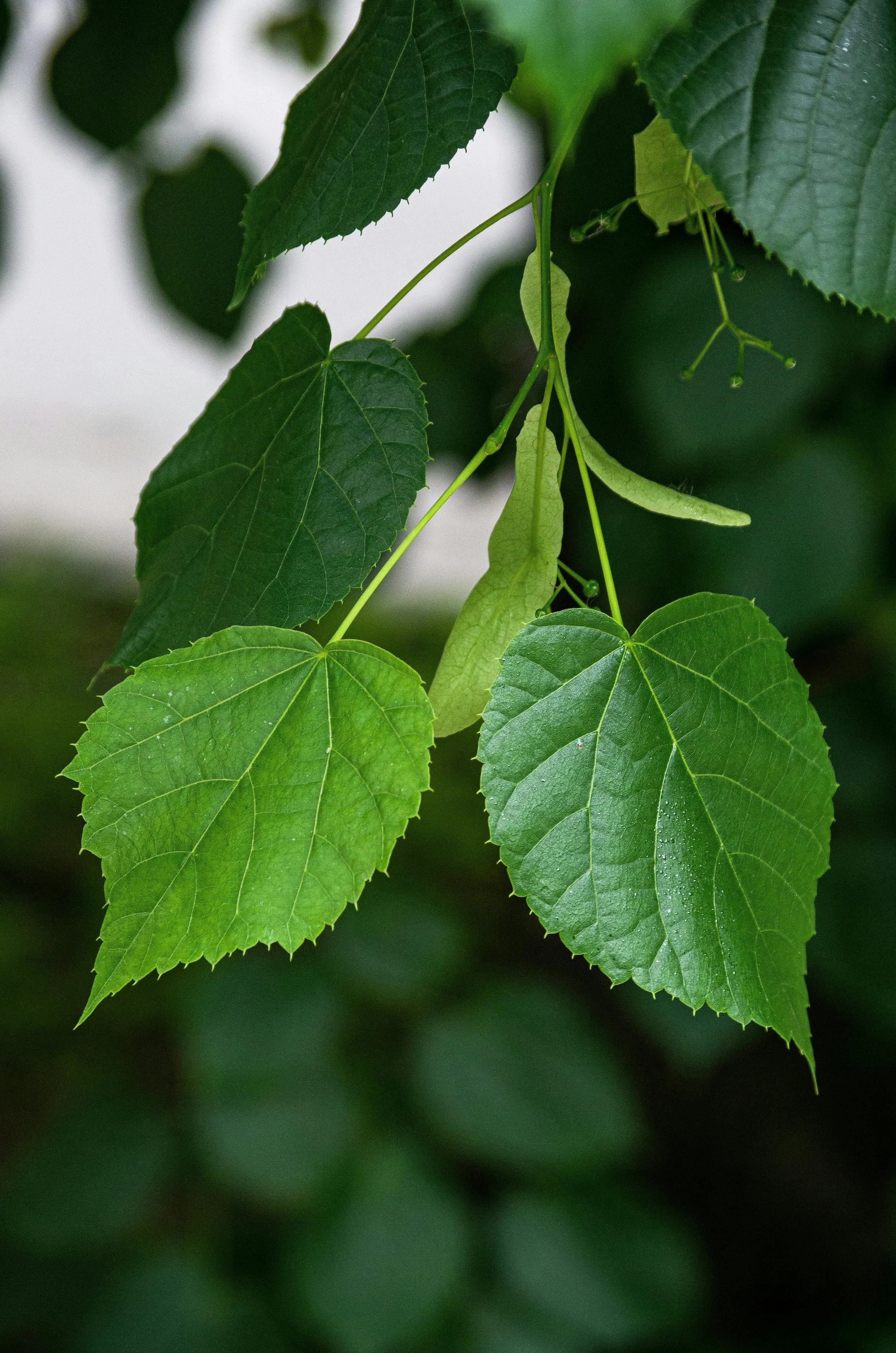 10. Tilia - Photo de Vivarium Viva .jpg