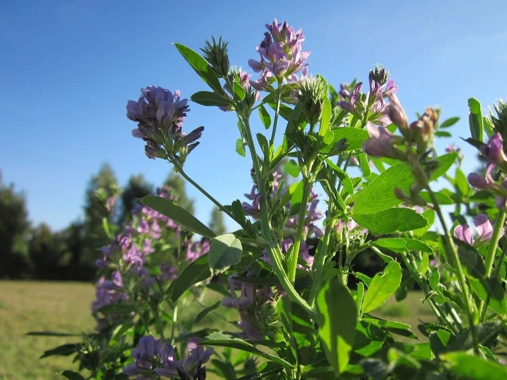medicago-satigo-alfalfa-lucerne.jpeg