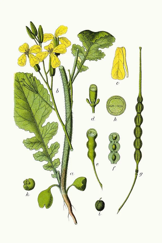 raphanus-raphanistrum-illustration-botanique.jpeg