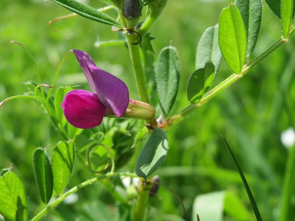 vicia-sativa-fleur-botanique.jpeg