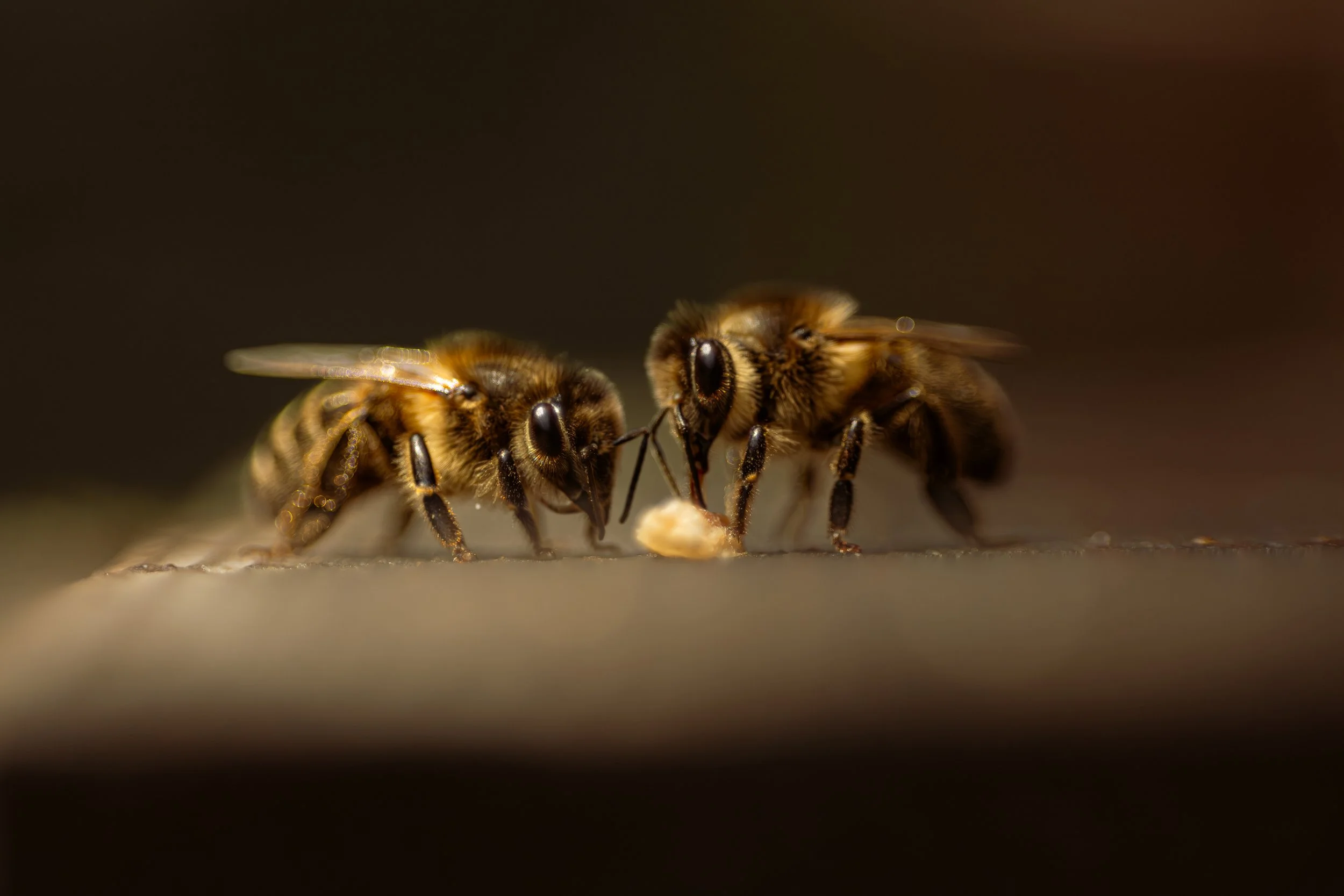 Rucher 32 Décembre 2025.jpg