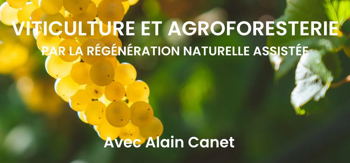 Bandeau viticulture et agroforesterie.jpg