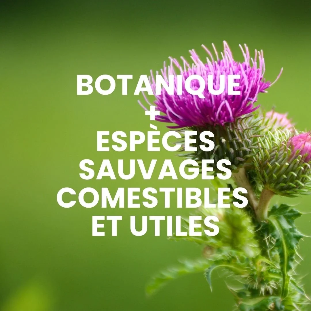 Photo d'un chardon avec le titre de la formation Permaterra : Botanique + espèces sauvages comestibles et utiles