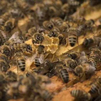Formation à l’apiculture écologique