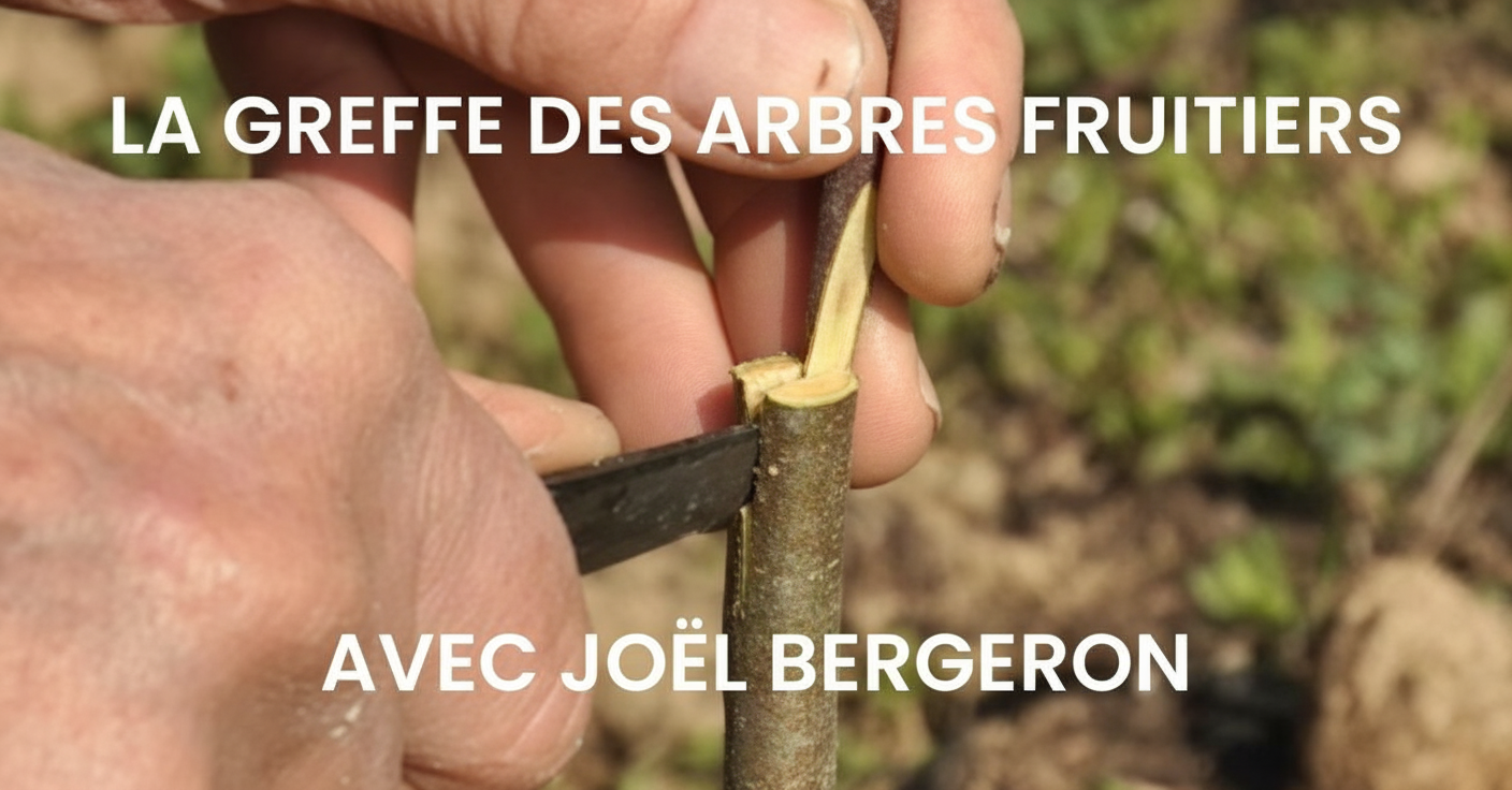 la-greffe-des-arbres-fruitiers.png