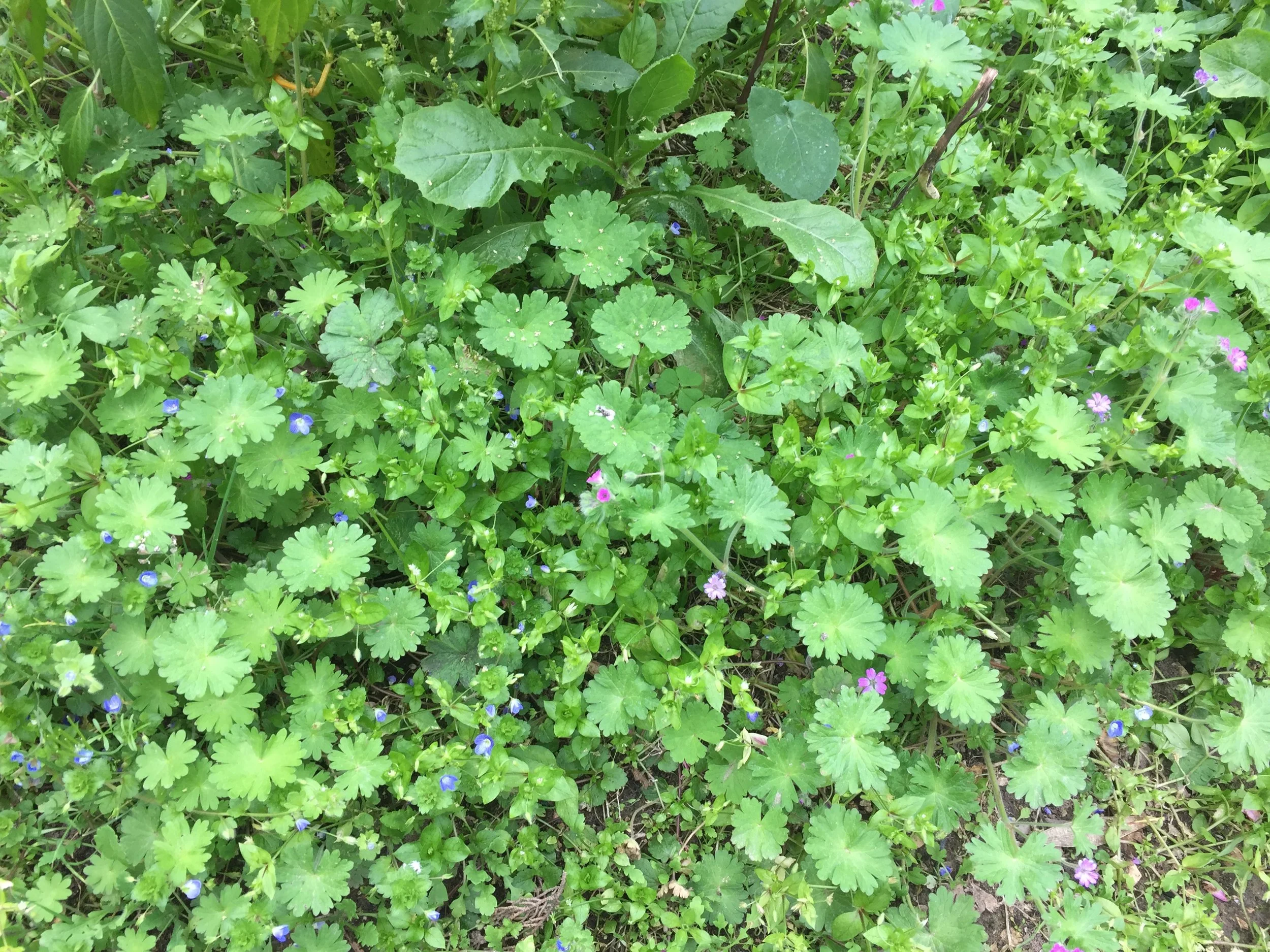 Photo du sol avec beaucoup d'herbe et de fleur.