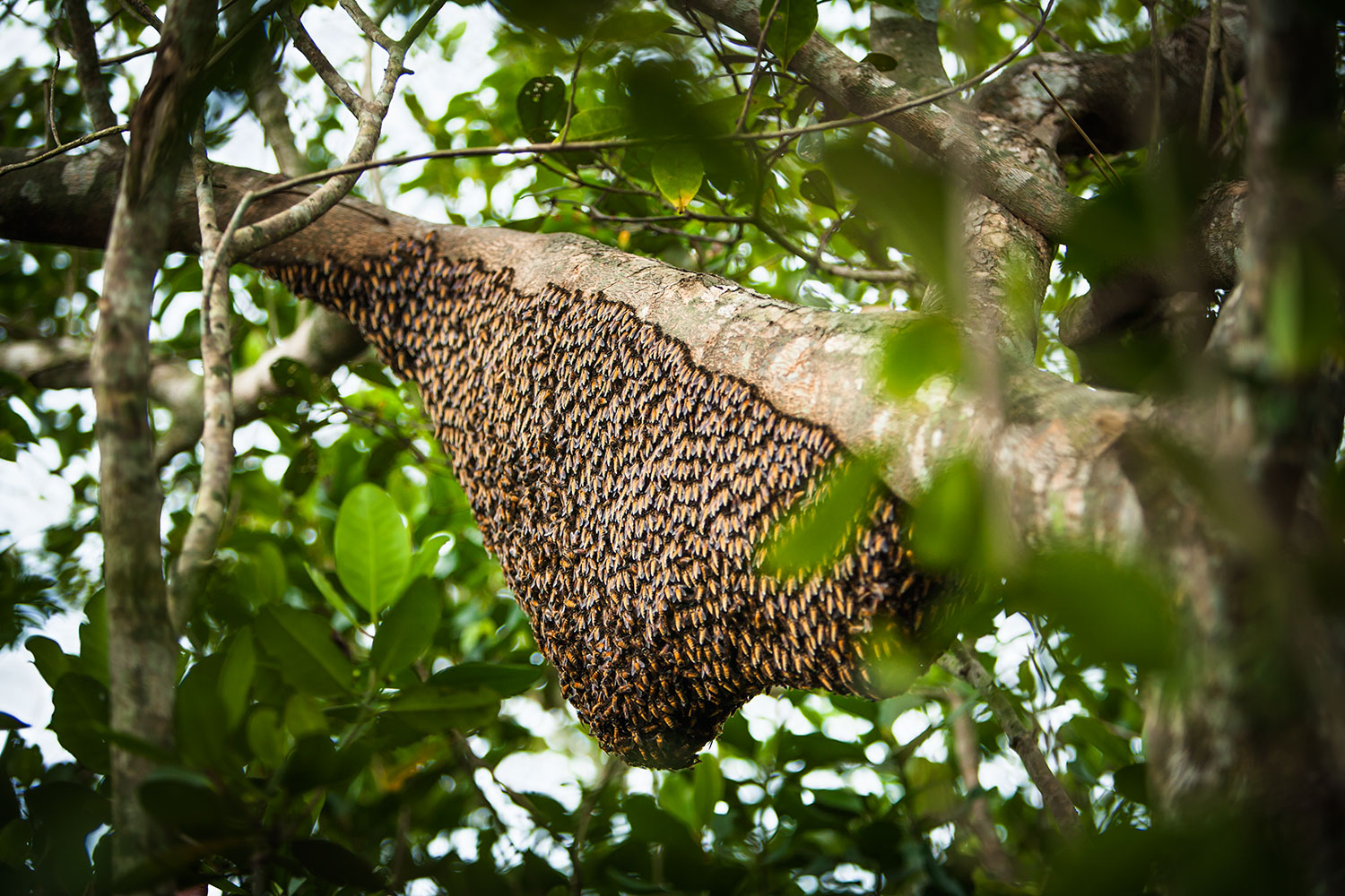 Honey Hunting with the Maualis in Bangladesh