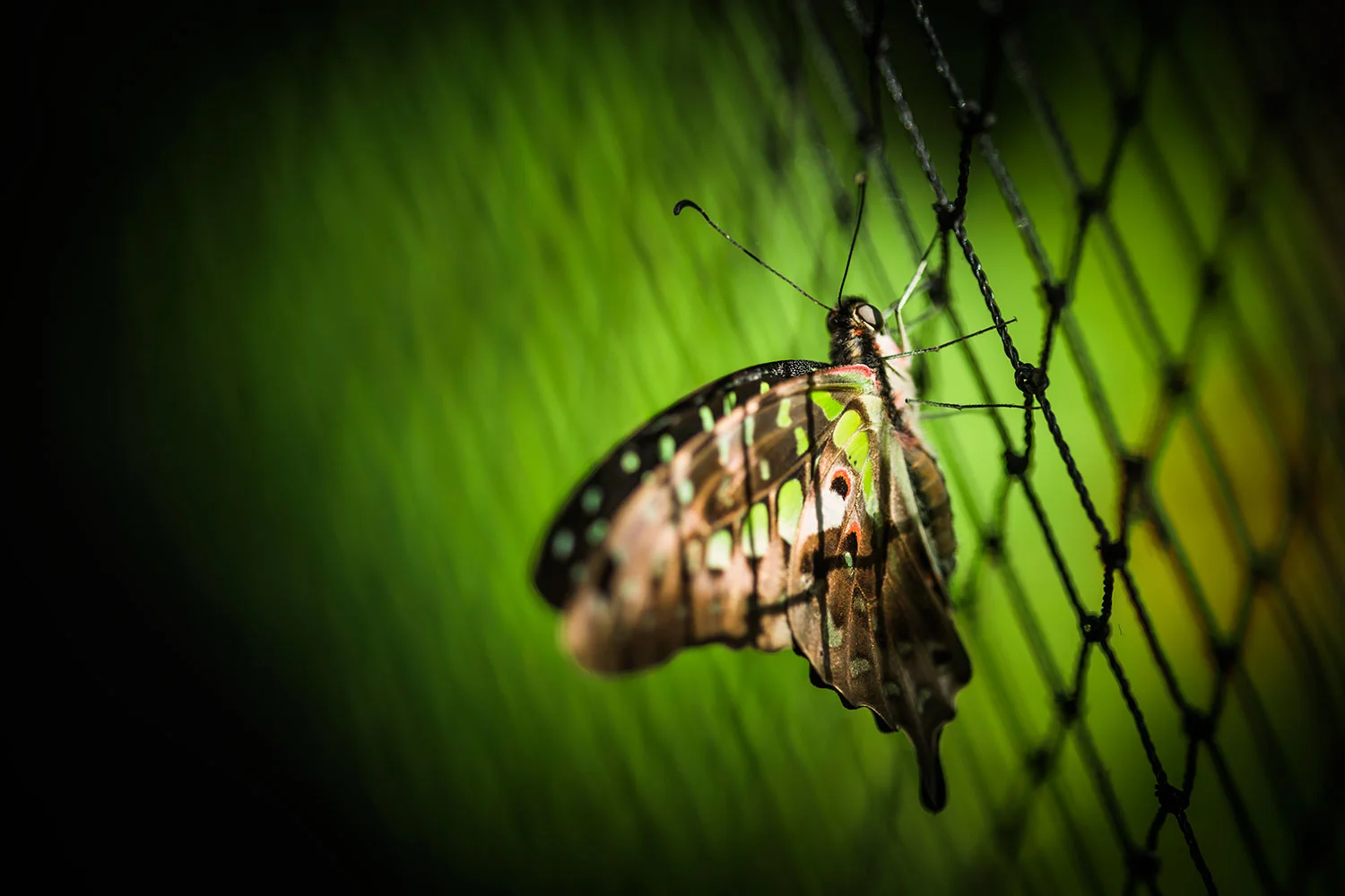 The Butterfly Effect