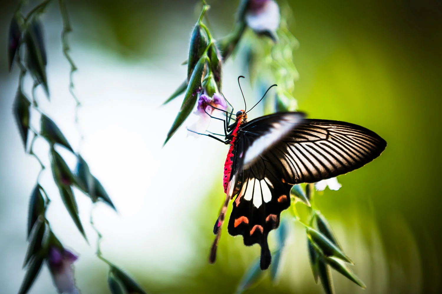 TGB_20112014_FahThai_Butterfly_SiemReap_0176.jpg