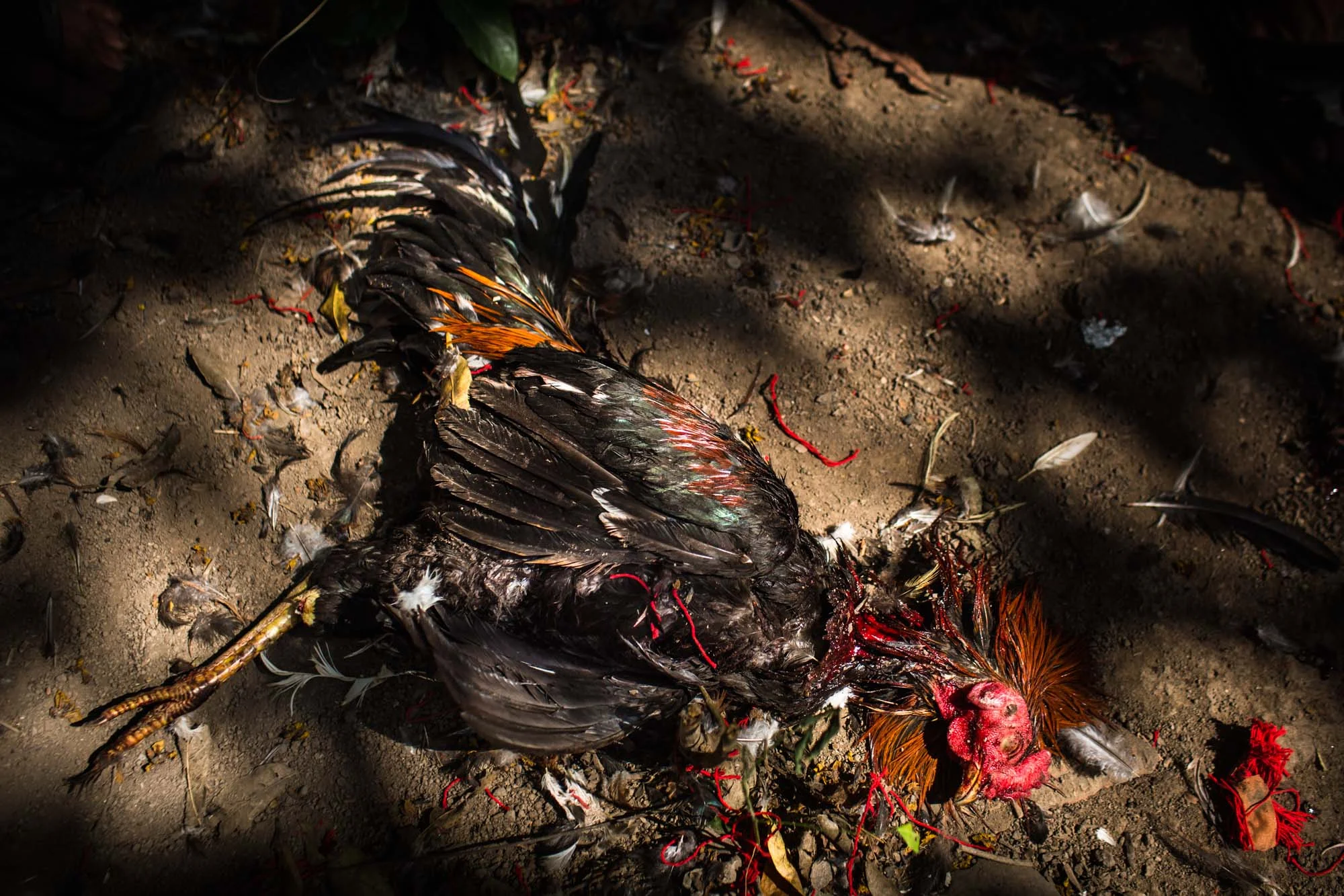 TGB_20150717_Cockfighting_Bali_147.jpg