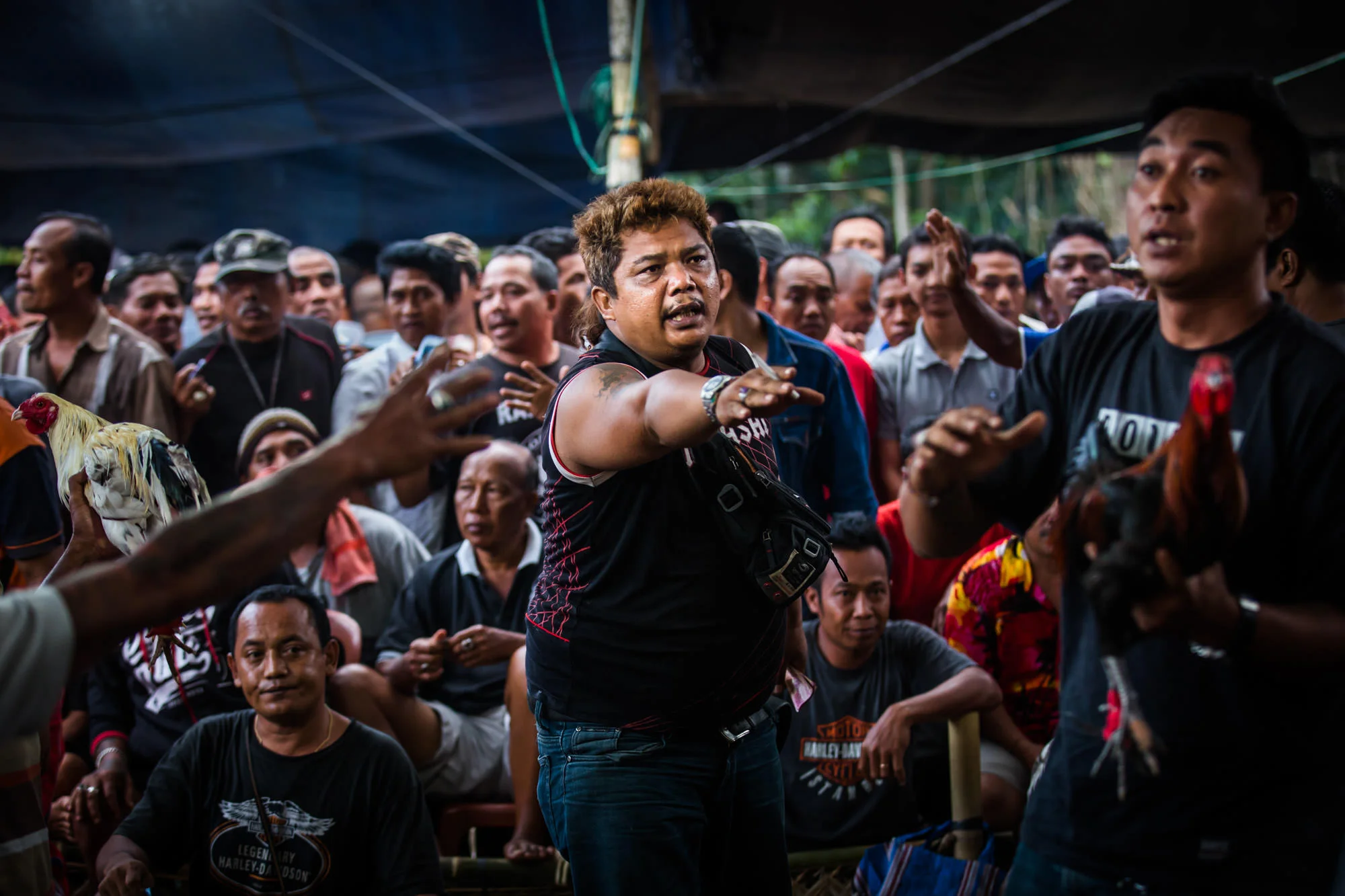 TGB_20150722_Cockfighting_Bali_745.jpg