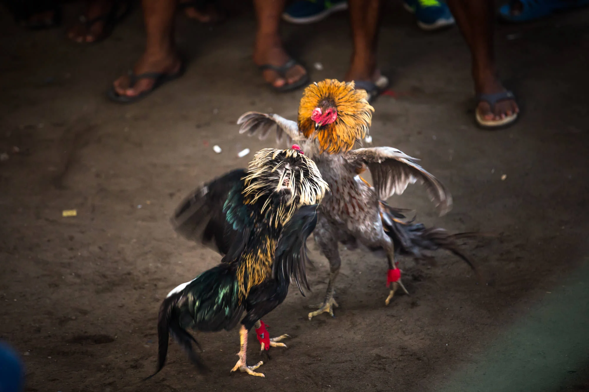 TGB_20150723_Cockfighting_Bali_237.jpg