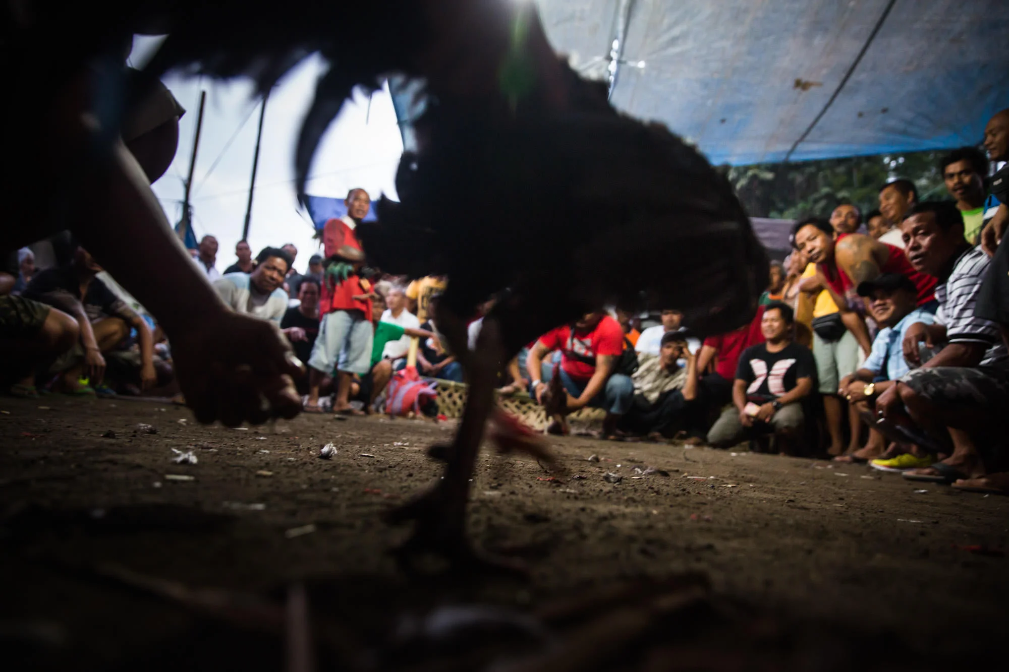 TGB_20150723_Cockfighting_Bali_593.jpg