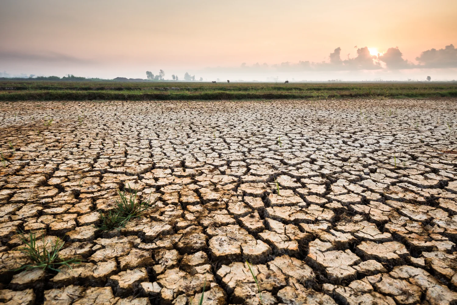 April 27, 2016. The sun rises over the drought ravaged rice fields near Ba Tri City in Ben Tre Province. With no rain since last October, many of the rice fields are cracked and have dried out. Rice fields in Ba Tri typically gets 3 harvests per year, but the first one spoiled due to the lack of rain.