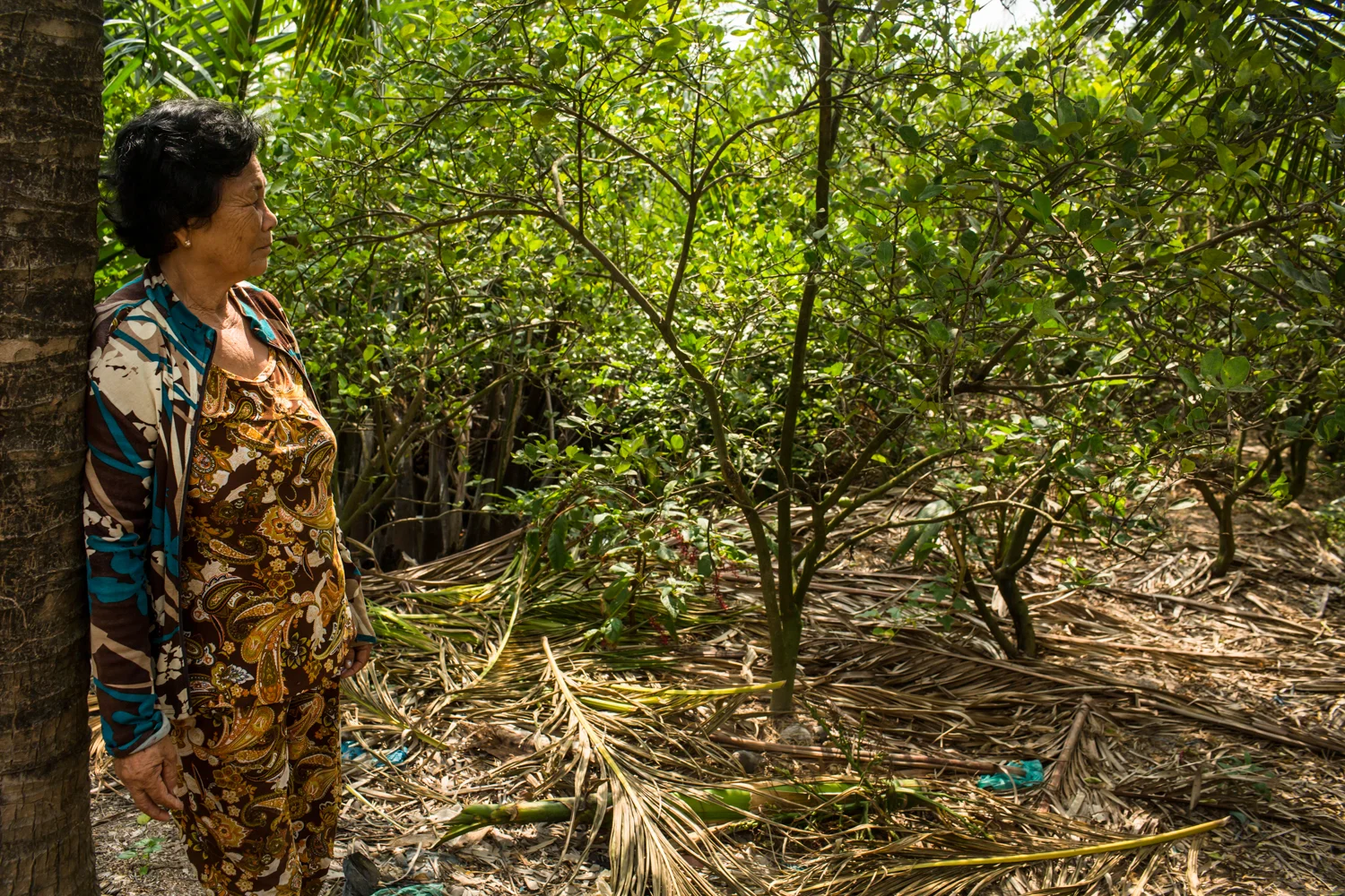 April 27, 2016. Phuong's neighbour Thi Dep, 70, looks out to her lime tree plantation that is suffering the effects of the saltwater intrusion. She told us that her yield had been reduced and the fruits where smaller and less succulent .