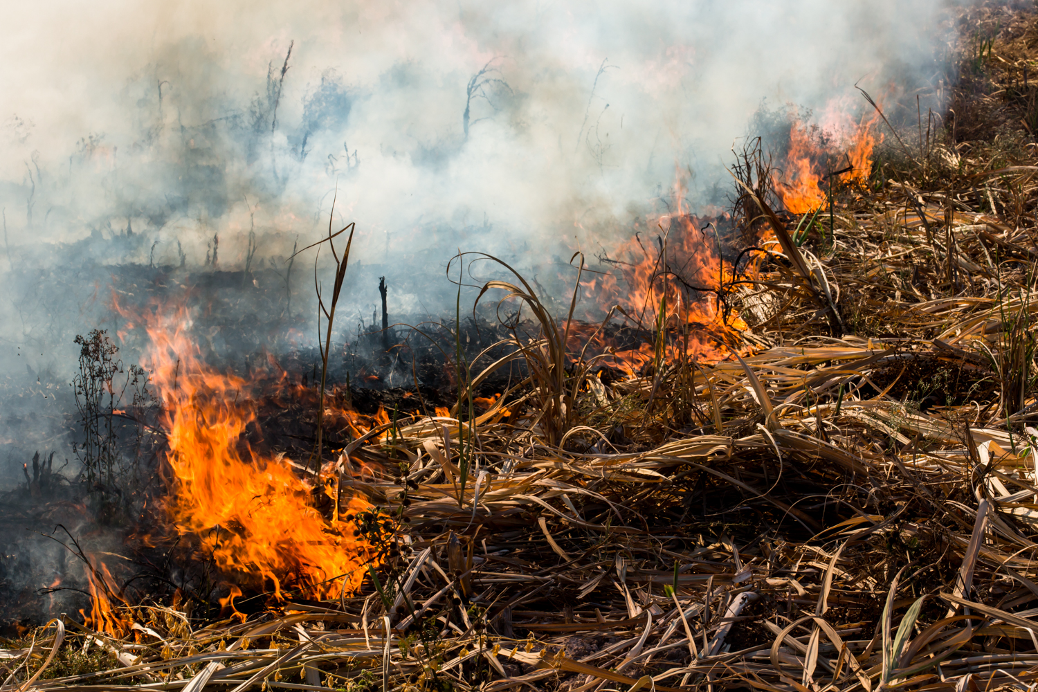  Detail of sugarcane crop burning  to prepare for another season as drought ruined the harvest. 