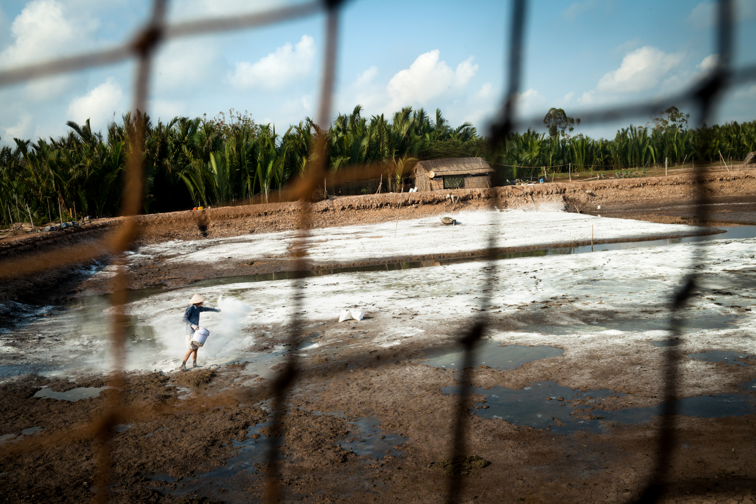 April 27, 2016. Up until 5 years ago there wasn't a single shrimp farm on the island of Cu Lao Dat but due to increasing salinity levels many farmers have converted their rice plantations to shrimp farms. Here, a man spreads lime on a shrimp pond to protect against disease and balance pH before starting his next shrimp harvest. Nep, 69, explained that the water on his shrimp farm exhibits an oily like substance on the surface when salinity levels become too high. Normally they can harvest 70 shrimp per kilogram and sell for $6 but the high salinity this year means that shrimps didn't grow as big and he needed to haul in 120 shrimp per kilogram during his recent harvest. This brought in a reduced profit of only $3.5 per kilogram. A salinity of 8-15% is the best environment for harvesting shrimp but his river water is currently at 25% salinity and is inoperable until the rains come.