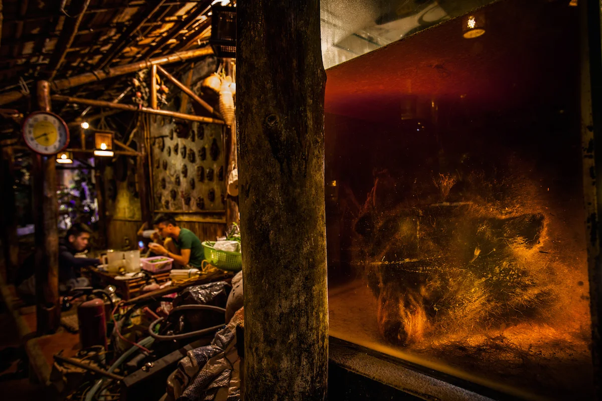 The entire body of an Asiatic Black Bear is infused in a vat of rice wine at a restaurant in Hanoi, Vietnam. The large tank containing the bear was in full view of anyone entering the restaurant and it seemed that the owners cared very little about the laws put in place to protect the bears. On entering this restaurant I was invited to join a group of young Vietnamese students whom were drinking shots of bear bile mixed with vodka during a meal. One of students told me that he does not eat dog because he likes dogs, he believed that bears were dangerous though and this was his justification for consuming the bile. It is a common myth amongst men that drinking both the bile and the infused rice wine will make them strong and enhance their sexual virility. Today bear bile is completely unnecessary as there are over 50 herbal alternatives and many widely used synthetic substitutes that are equally effective, easily accessible and inexpensive. It seems like one of the only ways to curb the trade is to educate future generations about the alternatives and to counter outdated and false beliefs. Canon 5D Mk II, 16-35mm f2.8L lens at 21mm, 1.6 sec at f5.6, ISO 400.