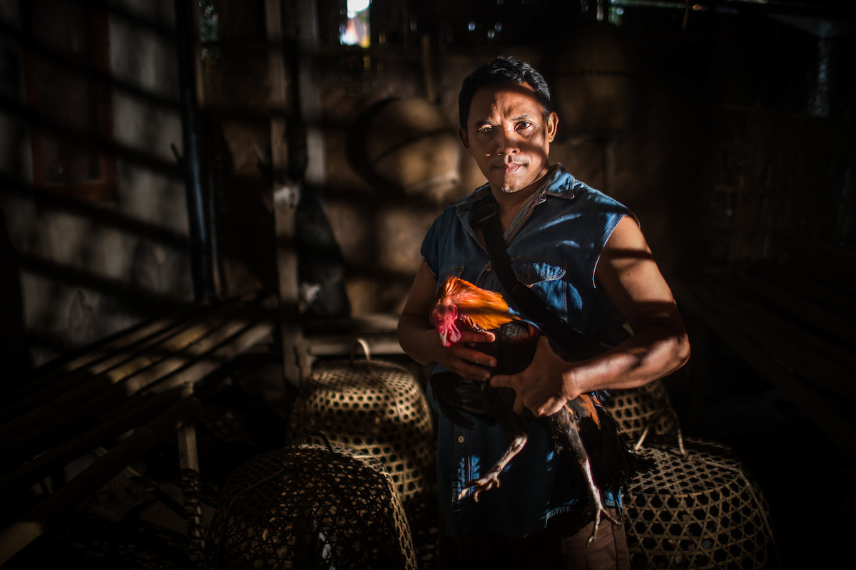 I met Pune while working on a cockfighting story in Ubud, Bali. He was a strong man, he walked and talked like a fighter and I wanted a portrait to suit. I'm usually a fan of natural light but for this shot I chose to light him with flash. I had my translator hold up a wicker basket in front of the flash and I felt the light that this created suited his personality and his trade perfectly. Canon 5D Mk III, 35mm f1.4L lens, 1/800 sec at f1.4, ISO 1600.