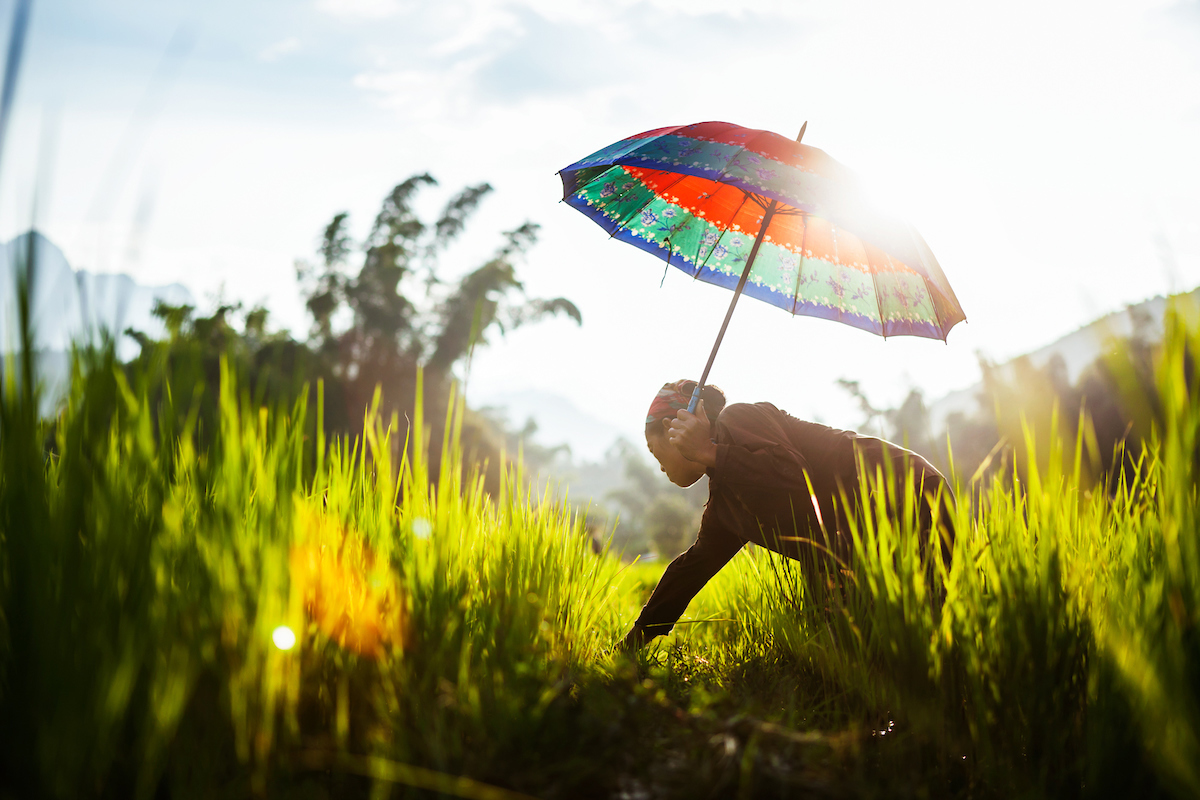 A woman shades herself with an umbrella while working in the rice fields of Yen Minh in Ha Giang Province, Vietnam. This is another image that was taken during one of my motorbike adventures in Northern Vietnam. Getting down low as this woman worked and using the backlight to bring life to scene made for a spectacular shot. Canon 5D Mk II, 24-70mm f2.8L lens at 66mm, 1/320 sec at f2.8, ISO 200.