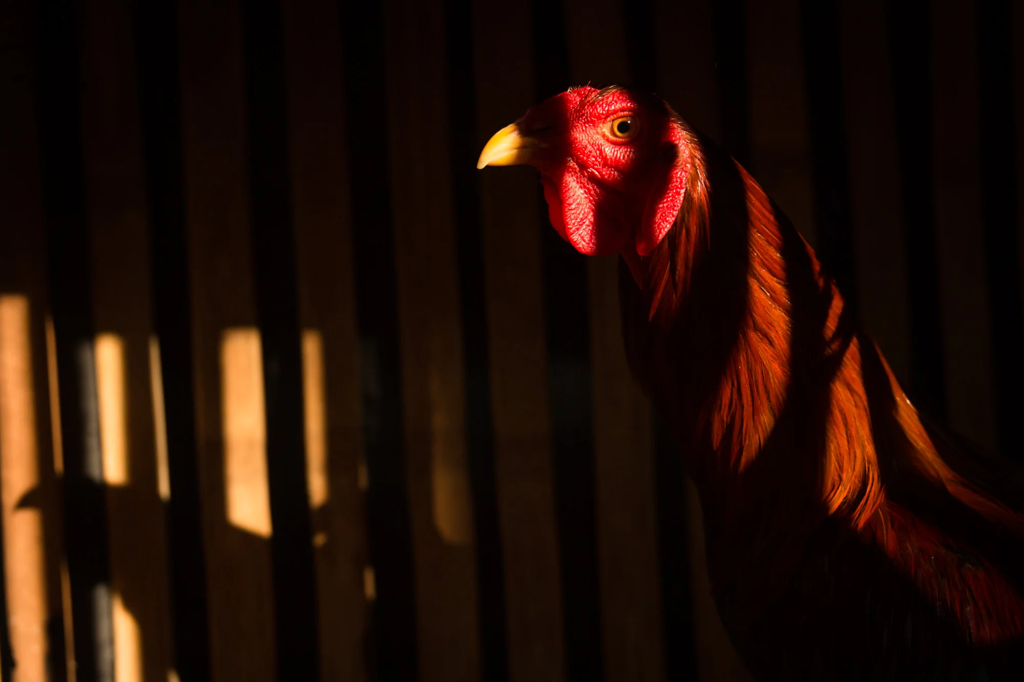 01_TGB_20150723_Cockfighting_Bali_123.jpg