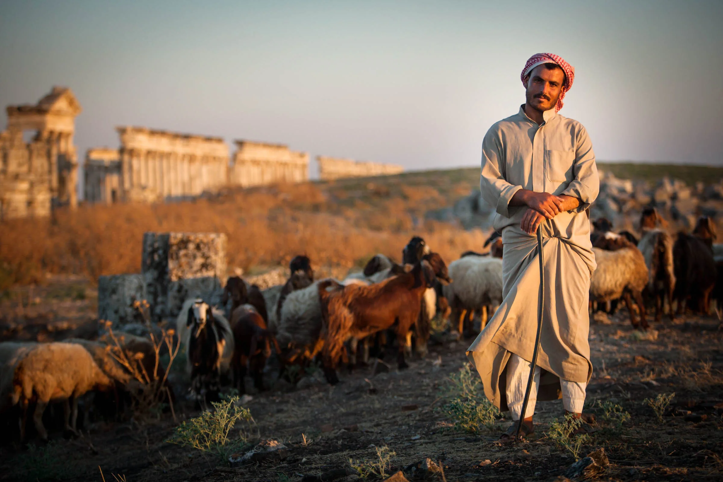  Portrait of shepherd as flock of goats feeds on grass at the Apamea ancient ruins near Hama, Syria. 