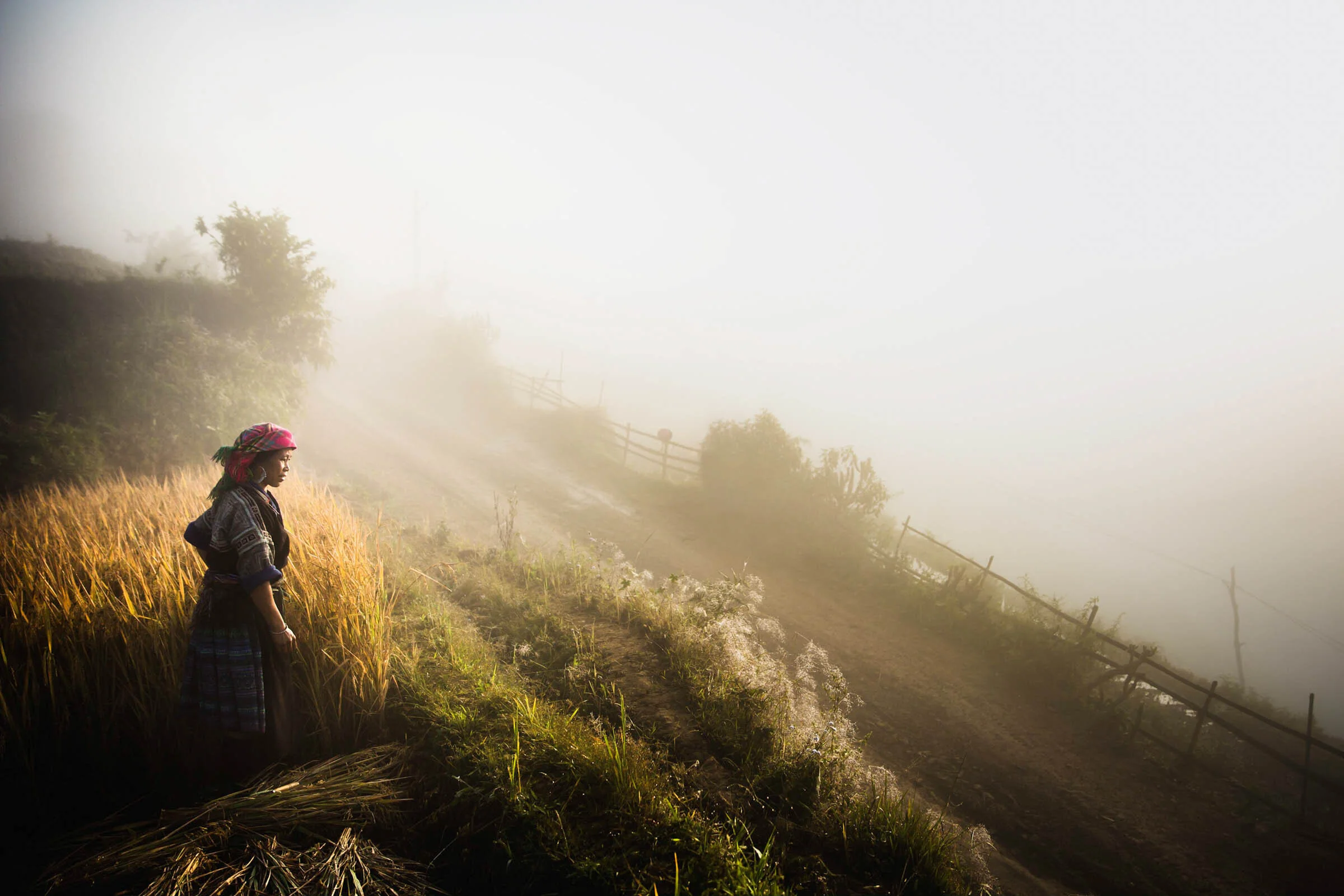  Female worker harvesting rice on foggy morning in Mu Cang Chai, Vietnam. 